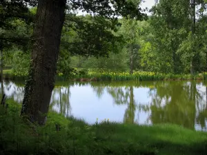 Limousin landscapes - Pond, flowers and trees