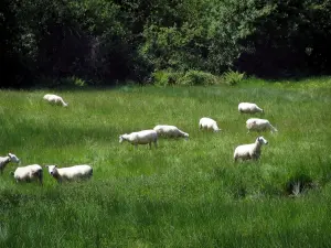 Limousin landscapes - Sheeps in a prairie