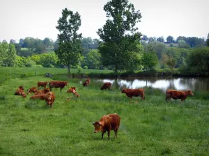 Limousin landscapes - Limousines cows in a prairie on the edge of a pond and trees, in Basse-Marche