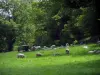 Limousin landscapes - Sheeps in a prairie and trees, in Basse-Marche