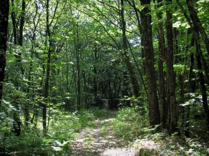 Limousin landscapes - Road in a forest (trees)