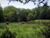 Limousin landscapes - Limousines cows in a prairie, shrubs and trees