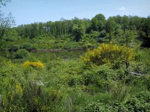 Limousin landscapes - Blooming brooms, bushes, pond and trees