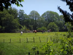 Limousin landscapes - Branches in foreground, cows in a prairie and trees