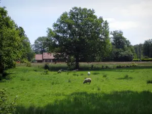 Limousin landscapes - Sheeps in a prairie, a house and trees