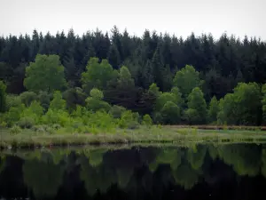 Limousin landscapes - Trees reflecting in a pond