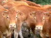 Limousine cow - Limousin cows