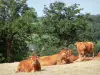 Limousine cow - Herd of Limousin cattle in a pasture