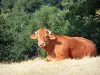 Limousine cow - Limousin cow lying in a pasture