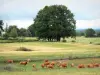 Limousine cow - Herd of cows in a pasture