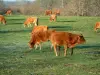 Limousine cow - Flock of Limousines in a meadow