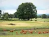 Limousinekoe - Kudde koeien in een weiland