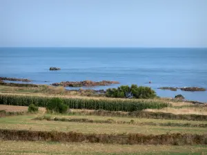 Littoral du Cotentin - Route des Caps : champs au bord de la mer (la Manche) ; paysage de la presqu'île du Cotentin