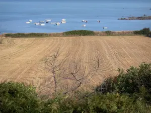 Littoral du Cotentin - Route des Caps : champ avec vue sur la mer (la Manche) et les bateaux de plaisance ; paysage de la presqu'île du Cotentin