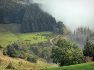 Livradois-Forez Regional Nature Park - Pastures, trees, pine trees and fog