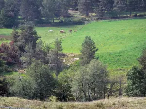 Livradois-Forez Regional Nature Park - Pastures, cows and trees