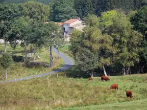 Livradois-Forez Regional Nature Park - Cows in a pasture, road lined with trees and houses