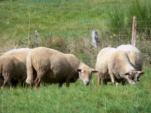 Livradois-Forez Regional Nature Park - Sheep grazing