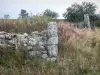 Livradois-Forez Regional Nature Park - Remains of a stone wall, vegetation and tree