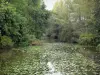 Loir valley - Loir River dotted with water lilies, trees along the water