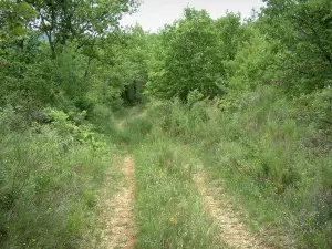 Luberon - Road in a forest (wild flowers and trees)