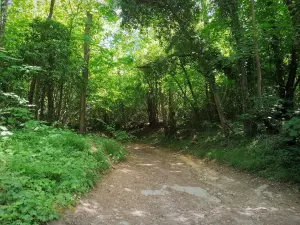 Luzarches - Chemin dans la forêt de Luzarches