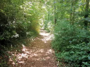 Luzarches - Sentier dans la forêt de Luzarches