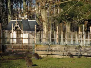 Lyon - Tête d'Or park: kangaroos in the zoo