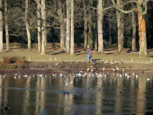 Lyon - Tête d'Or park: lake with water birds, banks with walkers and trees