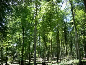 Lyons forest - Trees and undergrowth in the forest