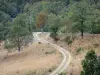 Macizo Aigoual - Carretera llena de hierba y los árboles en el Parque Nacional de Cévennes (Cevennes montañas)