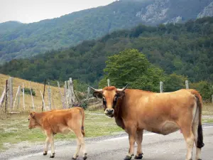 Macizo Aigoual - Aubrac vaca y su ternero en una carretera de montaña, bosque en el fondo, en el Parque Nacional de Cévennes (Cevennes montañas)