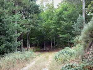 Macizo Aigoual - Bosque carretera bordeada de árboles en el Parque Nacional de Cévennes (Cevennes montañas)