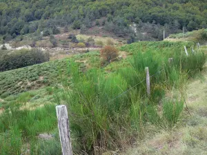 Macizo Aigoual - Cerca de un pastizal, vegetación y árboles en el Parque Nacional de Cévennes (Cevennes montañas)