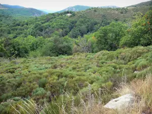 Macizo Aigoual - La vegetación y los árboles en el Parque Nacional de Cévennes (Cevennes montañas)
