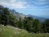 Macizo de Bavella - Pastos salpicados de flores, bosques de pinos, los picos de granito (montaña corte crestas) Bavella en el fondo y las nubes en el cielo