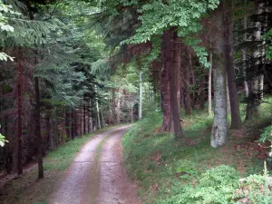 Macizo del Pequeño Balón - Camino en el bosque (Parque Natural Regional de Ballons des Vosges)