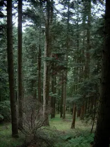 Macizo del Pequeño Balón - Los árboles en un bosque (Parque Natural Regional de Ballons des Vosges)