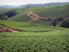 Mâconnais vineyards - Vineyards and trees