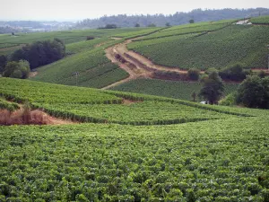 Mâconnais vineyards - Vineyards and trees