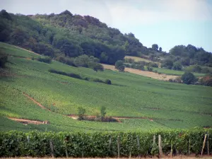 Mâconnais Weinanbau - Weinberge und Bäume