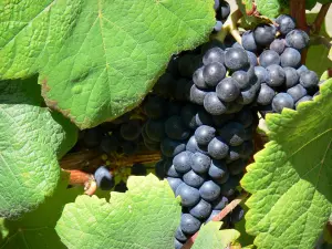 Madiran vineyards - Bunch of black grapes and vine leaves