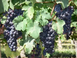 Madiran vineyards - Clusters of black grapes on a vine