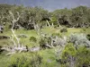 Mafate cirque - Réunion National Park: Crossing the Tamarins plain