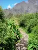 Mafate cirque - Stream bordered by vegetation