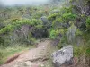 Mafate cirque - Hiking trail lined with vegetation