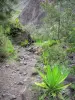 Mafate cirque - Stony path lined with vegetation