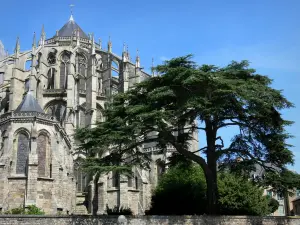 Le Mans - Chevet gothique de la cathédrale Saint-Julien et cèdre du Liban