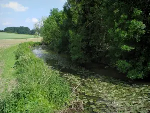 Manse valley - River with water lilies, trees along the water and fields, in the Loire-Anjou-Touraine Regional Nature Park