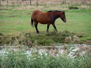 Marais breton vendéen - Roseaux en premier plan et cheval au bord de l'eau